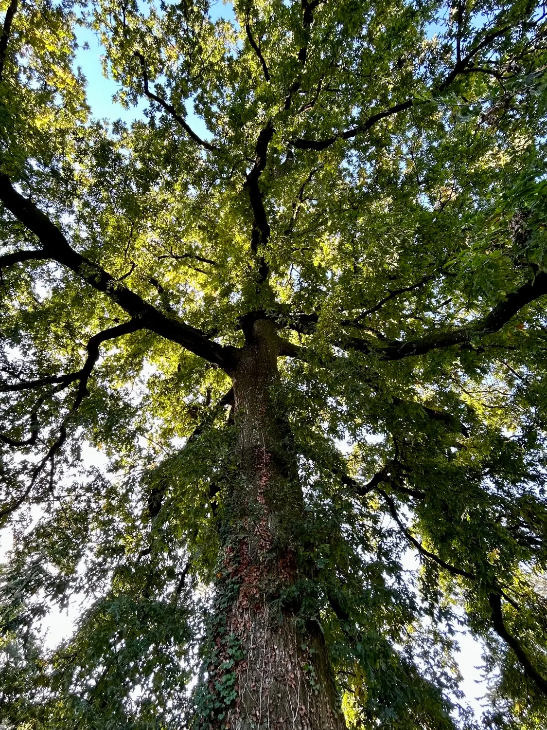 arbre