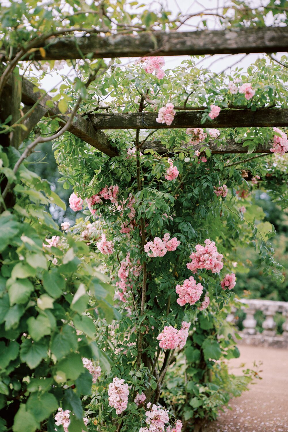 roses jardin château